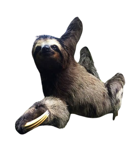 image do animal preguiça